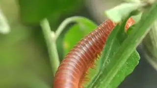 1000 Legs of Mystery: What Do Millipedes Actually Do? (Nature Documentary)