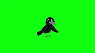 Crow Green Screen video footage  no copyrigh 