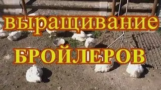 ВЫРАЩИВАНИЕ БРОЙЛЕРОВ В ДОМАШНИХ УСЛОВИЯХ# ЭКОНОМНОЕ КОРМЛЕНИЕ БРОЙЛЕРОВ БЕЗ КОМБИКОРМА