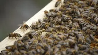 Honey Bees Supplemented with Bee 'Tea' | Bee BC Program