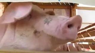 СВИНЬЯ БЛОГЕР ХРЮ-ХРЮ..