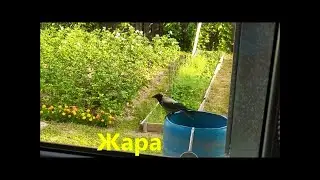 Жара