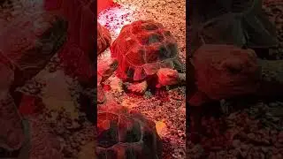 tortugas acuario inbursa