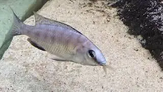 Protomelas fenestratus Pombo rocks female protecting fry - PISCES