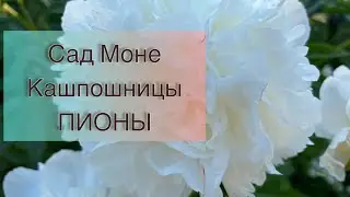 Сад МОНЕ. ПИОНЫ