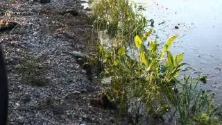 Miši, krti in voluharji v poplavi 2010 / Mice, moles and vole in the flood