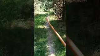 Купил на базаре собаку, нужен совет кинологов.