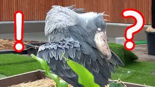 【ほぼノーカット】激しさを増す羽繕い!ハシビロコウふたばちゃんのありのまま!【秋のふたば2024-5】Futaba,the Shoebill   autumn 2024-5