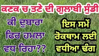 ਕਣਕ ਚ ਤਣੇ ਦੀ ਗੁਲਾਬੀ ਸੁੰਡੀ ਦਾ ਹਮਲਾ ਦੁਬਾਰਾ ਫਿਰ ਵਧ ਸਕਦਾ ਜਾਂ ਨਹੀਂ ❓ Pink stem borer in wheat crop