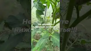Почему нельзя раньше времени удалять нижние листья на помидорах