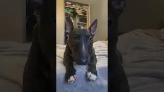 Петя бультерьер 😎 