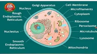 Animal cell diagram science class 6 || Drawing step by step || Af Media
