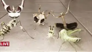 Jojo Mantis Squad