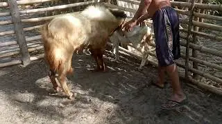 Pejantan Tangguh