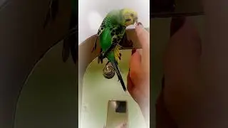 Возвращение попугая