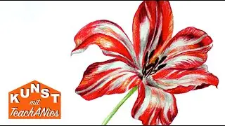 Zeichnen mit Buntstiften - Tulpe