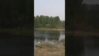 Аккошлар...