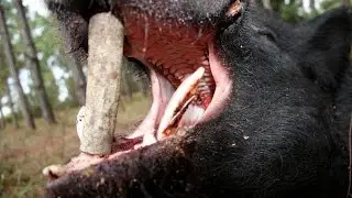 Ar-15 223 Boar Buster Hog Hunting Ammo Review by American Hoggers Tom Walker