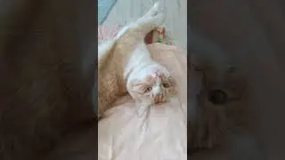 кошачий кайф