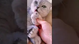 Мама я ведь котёнок?