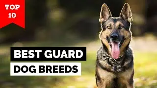 Top 10 Best Guard Dog Breeds in the World