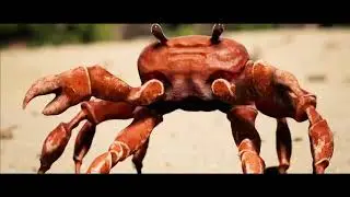 Crab Rave But It's Animal Collective For Some Reason