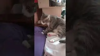 кошка Соня танцует