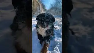 Балу очень любит снег!