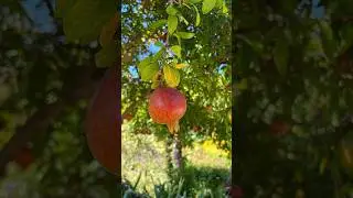 ‘Backyard Orchard Culture’ concept of growing fruit trees includes managing tree size. #IVOrganic