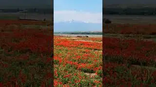Табиат куйнида