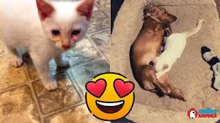 Cat in distress is rescued and entrusted to the loving care of mother dachshund