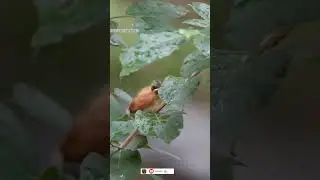 cute bird's Baby 😍