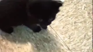 MEEEOOOW!!vine
