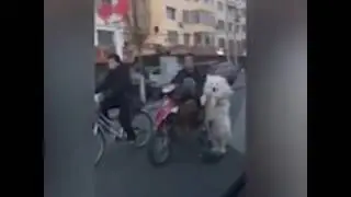 Собака на самокате