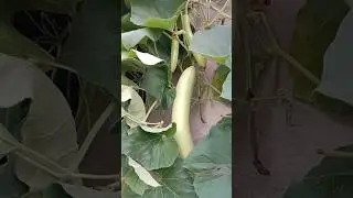 દૂધી (Lauki) 🌴#shortsvideo #shortvideo #trending #viral #reels #viralvideo #trend #india