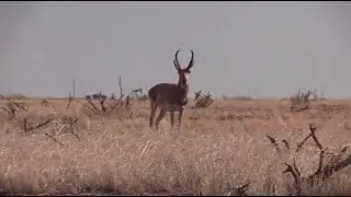First Archery Antelope taken with Stalker Decoy on First Day of the Hunt!