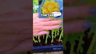 Толстая РАССАДА В НАЧАЛЕ МАЯ всегда