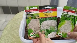 Посев цветной и белокочанной капусты на рассаду.м-н ДАЧА г.Каменск-Уральский 07.04.2023