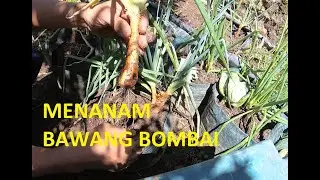 MENANAM BAWANG BOMBAY DI POT