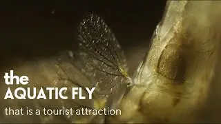 Marvelous mayfly - a micro documentary