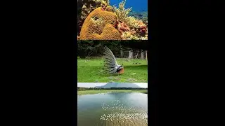 Beautiful fishes and funny birds