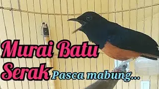Murai batu serak pasca mabung