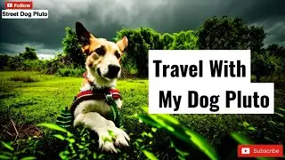 Travel With My Dog | Full Vlog #3 