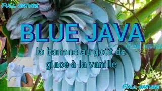 BLUE JAVA : la banane au goût de glace à la vanille