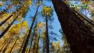 Удивительный рассказ