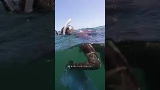 Divers Harvest Mussels from Offshore Wind Turbines