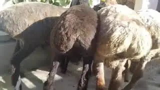 +998911785651 Namanga Tepaqo'rg'on