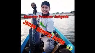 Toman monster Waduk jatigede