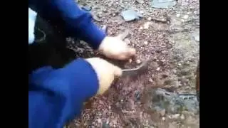 ขึ้นเขาเก็บ เห็ดถอบ เห็ดเผาะ มันสุดๆๆ