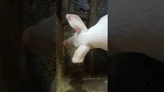 FEEDING TIME SA ALAGA KONG BABOY
